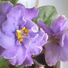 My violets Мои фиалки