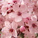 SCHRITTE ZUR WIEDERBELEBUNG 