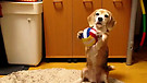 Cute Puppy Catches Ball in Paws
