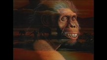 Apes or Ancestors? Exploring Human Origins