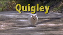 Quigley / Trailer