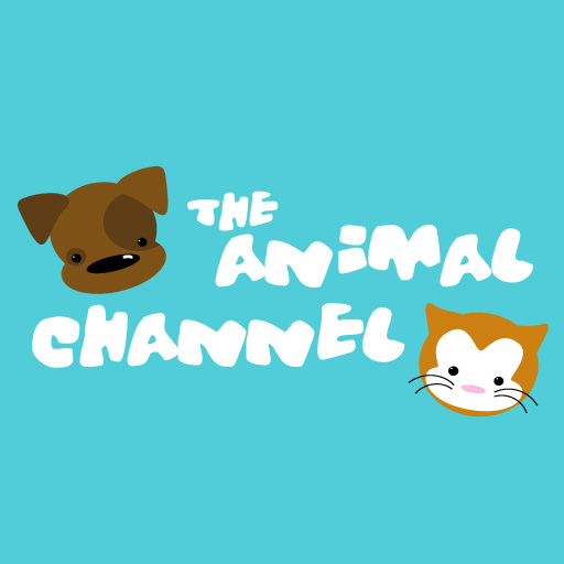 Animal Channel