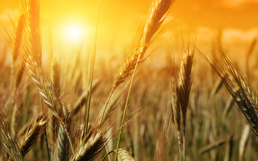 Biblical Prosperity (11) - Sowing and Reaping (2)