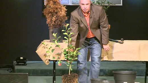 Rooted