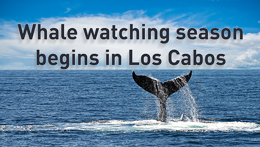 Whale watching season begins in Los Cabos episode artwork