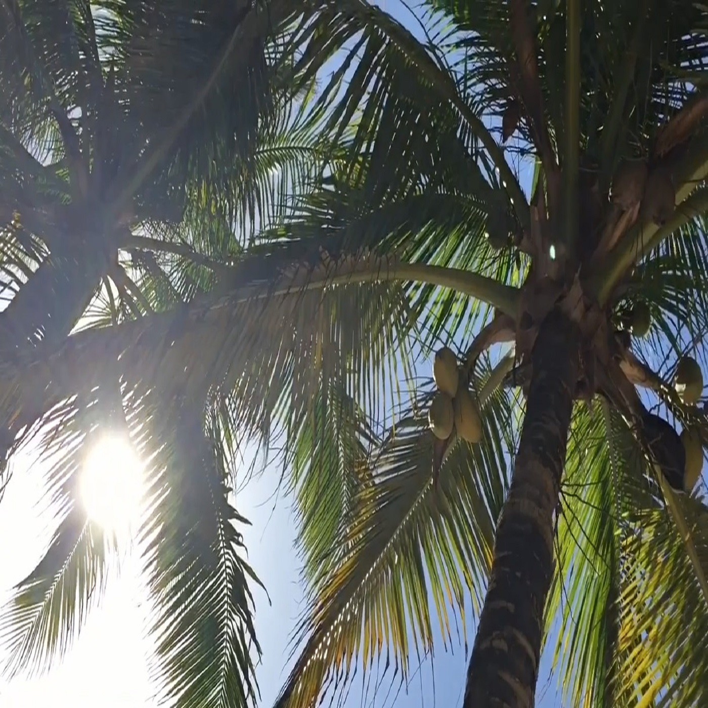 From The City to the Tropics