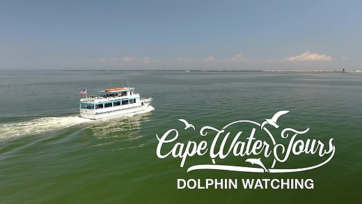 Dolphin Watching with Cape Water Tours