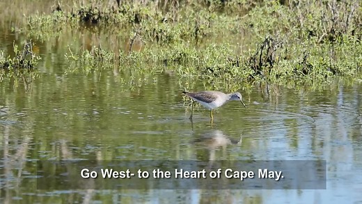 Welcome to West Cape May