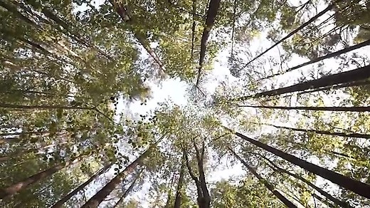 Psalm 1 (part 2): Trees of Righteousness (Psalm 1:3)