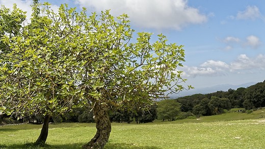 The Parable of the Fig Tree
