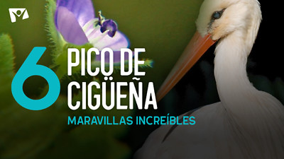 Maravillas Increíbles - E6 «Pico de Cigüeña»