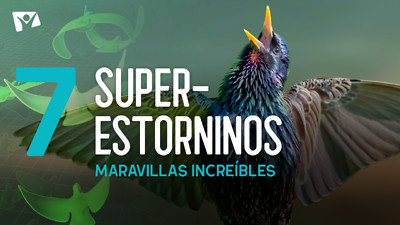 Maravillas Increíbles - E7 «Superestorninos»