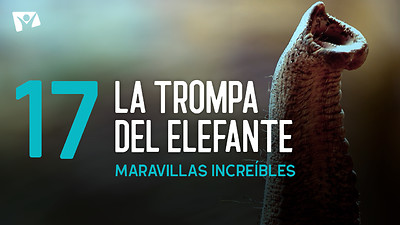 Maravillas Increíbles - E17 «La trompa del elefante»