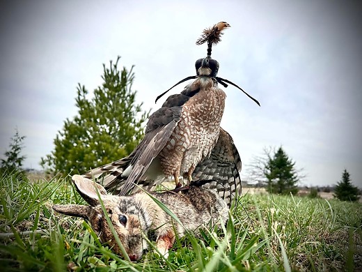 Hawk vs Rabbit episode artwork