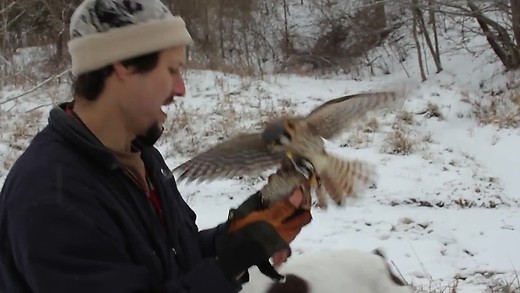 The Falconer The Falconer