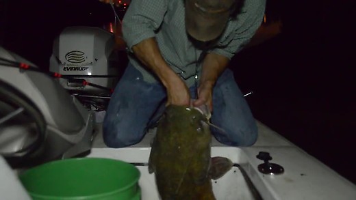 Big Cat Safaris Pt  1 Big Cat Safaris Pt  1